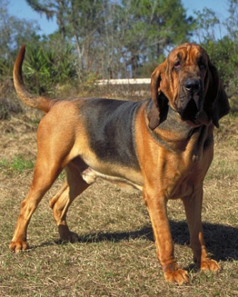 Oldest bloodhound hot sale